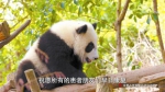 一个大熊猫视频带给方舱患者抗“疫”力量 - 林业厅