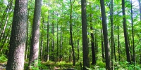 新修订森林法，森林经营的重要保障 - 林业厅