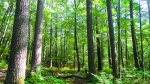 新修订森林法，森林经营的重要保障 - 林业厅
