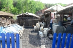 村民家中的饲养的羊群 - 新浪吉林