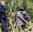 吉林省一对夫妻非法采伐国家重点保护植物被警方处置 - 新浪吉林