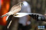 40只珍稀野生鸟类在吉林放归自然 - 林业厅