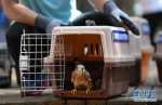 40只珍稀野生鸟类在吉林放归自然 - 林业厅