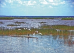 波罗湖国家级自然保护区 - 新浪吉林