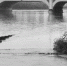 伊通河边的部分栈道已被淹没 本组图片 长春晚报记者 王强 摄 - 新浪吉林