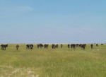 幸福吉林丨草原上的牧驴人 - 新浪吉林