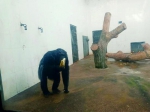 黑猩猩吃香蕉 - 新浪吉林