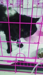 小猫还在宠物医院治疗 宠物店供图 - 新浪吉林