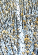 图为当日，参加第十九届中国长春净月潭瓦萨国际越野滑雪赛的选手在比赛中（无人机照片）。新华社记者 许 畅摄 - 新浪吉林