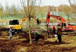 工人正在进行大型乔木栽植。 记者庄新岩摄 - 新浪吉林
