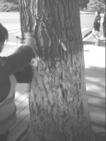 长春市内杨柳絮开始飘散 园林人员给大树“打针”治理 - 新浪吉林