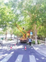 长春街头红绿灯被大树打上了“马赛克” 交警：立即处理 - 新浪吉林