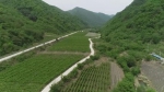 白山：特色种植产业为乡村振兴辟新路 - 新浪吉林