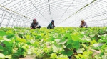 舒兰市白旗镇将香瓜种植列为全镇主导产业，大力打造白旗香瓜品牌，有效助力农民致富增收。 - 新浪吉林