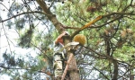 长春市胜利公园安装20个原生态人工鸟巢 - 新浪吉林