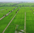 吉林省好雨现代农业股份有限公司的一处水稻基地（资料图片） - 新浪吉林