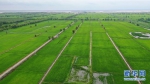 吉林省好雨现代农业股份有限公司的一处水稻基地（资料图片） - 新浪吉林