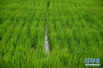 7月下旬，镇赉县一处水稻基地内，水稻长势良好（新华网记者 孙冰洁 摄） - 新浪吉林