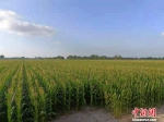 松原市乾安县大遐畜牧场的玉米地。 左雨晴 摄 - 新浪吉林