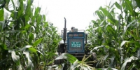 吉林农民正在收获鲜食玉米。新华社记者徐子恒摄 - 新浪吉林
