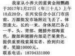 延吉1米多长金刚鹦鹉飞丢了 主人悬赏万元寻找 - 新浪吉林