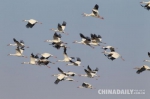 2000只白鹤会集吉林镇赉 凌空飞舞犹如白衣仙女 - News.365Jilin.Com