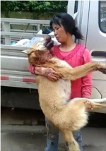 爱犬死在怀中 大黄狗与邻居狗交配 遭邻居割喉大量出血(图) - News.365Jilin.Com