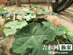 沙漠植物 - News.365Jilin.Com