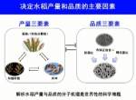 2017年度国家科学技术奖励大会丨​国家自然科学奖一等奖：水稻高产优质性状形成的分子机理及品种设计 - Ccnews.Gov.Cn